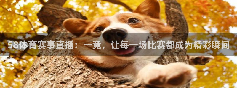 ng28圈官网下载